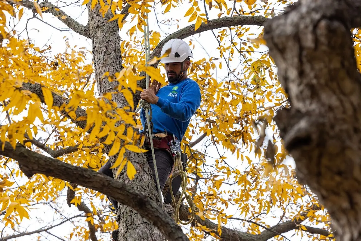Skilled Tree Trimming crew working in Fruitland