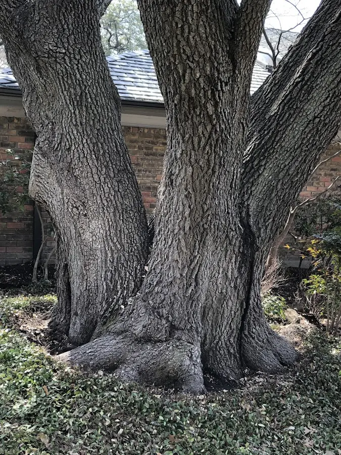 Mature heritage tree close to a Fruitland property cared for by certified arborists